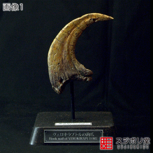 マサのフィギュアペインティングワールド : ベロキラプトルの爪 1/1